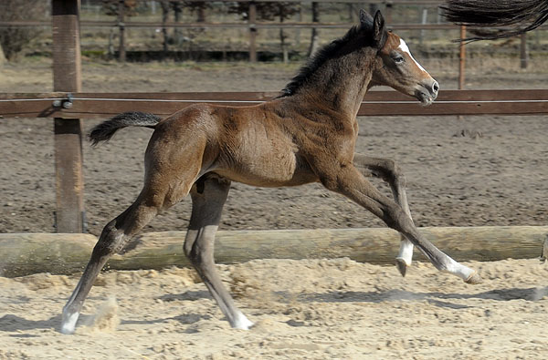 8 Tage alt: Trakehner Hengstfohlen von Saint Cyr u.d. Teatime v. Summertime, Foto: Beate Langels - Trakehner Gestt Hmelschenburg