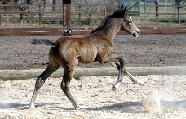 8 Tage alt: Trakehner Hengstfohlen von Saint Cyr u.d. Teatime v. Summertime, Foto: Beate Langels - Trakehner Gestt Hmelschenburg