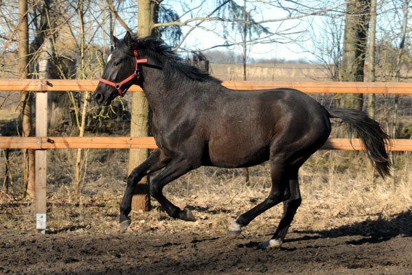 2jhriger Hengst Nachtstern v. Exclusivx Tambour - Foto: Beate Langels - Gestt Schplitz