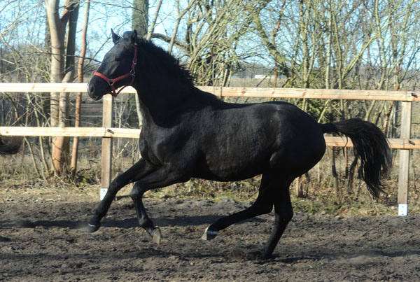 2jhriger Hengst von Exclusiv u.d. Elitestute Sacre Noir v. Kostolany - Foto: Beate Langels - Gestt Schplitz