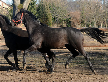 2jhriger Hengst von Exclusiv u.d. Elitestute Sacre Noir v. Kostolany - Foto: Beate Langels - Gestt Schplitz