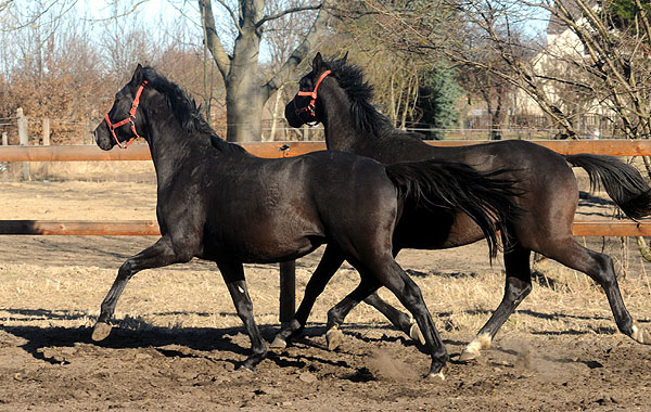 2jhriger Hengst Nachtstern v. Exclusivx Tambour - Foto: Beate Langels - Gestt Schplitz