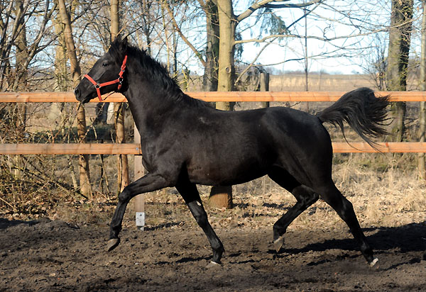 2jhriger Hengst von Exclusiv u.d. Elitestute Sacre Noir v. Kostolany - Foto: Beate Langels - Gestt Schplitz