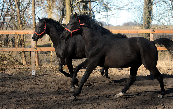 2jhriger Hengst Nachtstern v. Exclusivx Tambour - Foto: Beate Langels - Gestt Schplitz