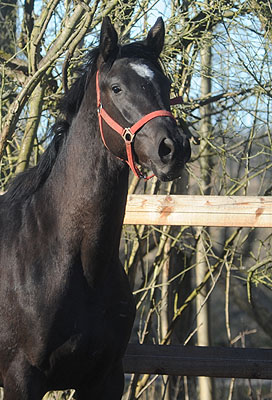 2jhriger Hengst Nachtstern v. Exclusivx Tambour - Foto: Beate Langels - Gestt Schplitz