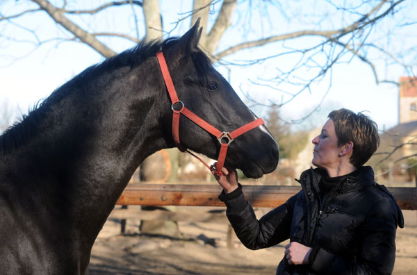 2jhriger Hengst von Exclusiv u.d. Elitestute Sacre Noir v. Kostolany - Foto: Beate Langels - Gestt Schplitz