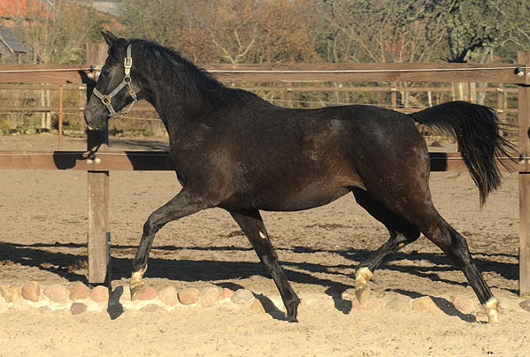 Schwalbensiegel von Kostolany - 6. Mrz 2011 - Foto: Beate Langels - Trakehner Gestt Hmelschenburg