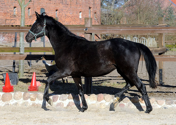 Zweijhrige Trakehner Stute von Shavalou u.d. Elitestute Gloriette v. Kostolany, Foto: Beate Langels