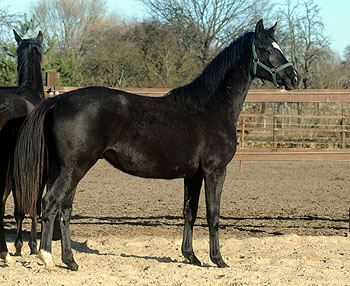 Zweijhrige Trakehner Stute von Shavalou u.d. Elitestute Gloriette v. Kostolany, Foto: Beate Langels