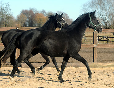 Zweijhrige Trakehner Stute von Shavalou u.d. Elitestute Gloriette v. Kostolany, Foto: Beate Langels