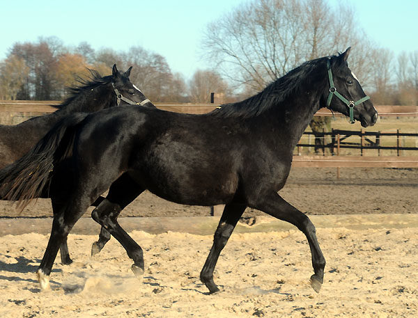 Zweijhrige Trakehner Stute von Shavalou u.d. Elitestute Gloriette v. Kostolany, Foto: Beate Langels