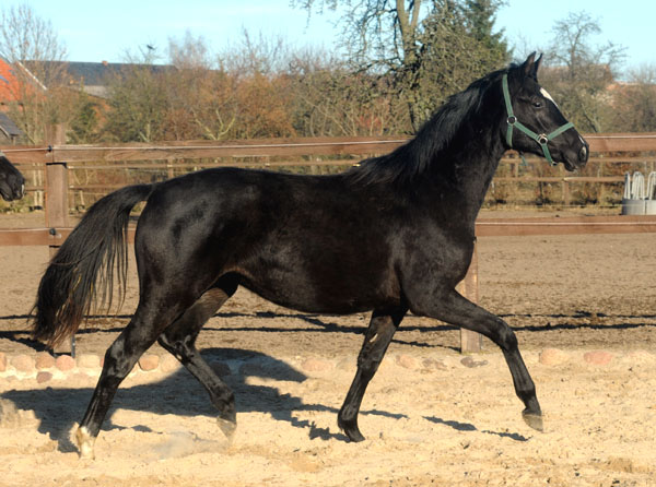 Zweijhrige Trakehner Stute von Shavalou u.d. Elitestute Gloriette v. Kostolany, Foto: Beate Langels