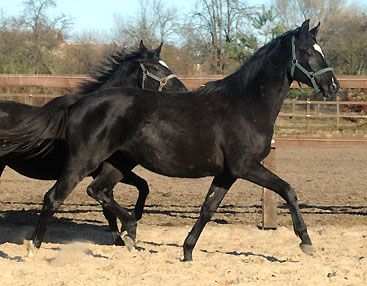 Zweijhrige Trakehner Stute von Shavalou u.d. Elitestute Gloriette v. Kostolany, Foto: Beate Langels