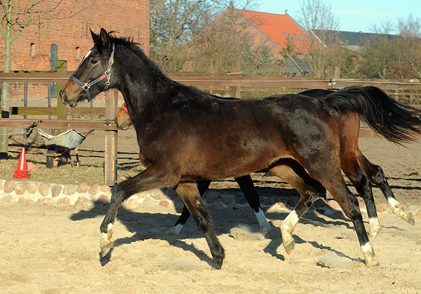 Kendra von Freudenfest u.d. Klara v. Exclusiv - am 6. Mrz 2011 - Foto: Beate Langels - Trakehner Gestt Hmelschenburg