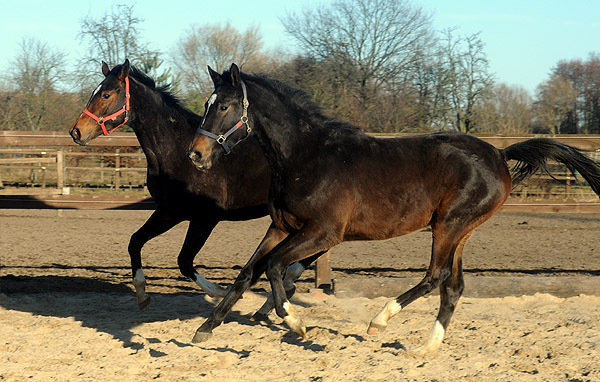 Kendra von Freudenfest u.d. Klara v. Exclusiv - am 6. Mrz 2011 - Foto: Beate Langels - Trakehner Gestt Hmelschenburg