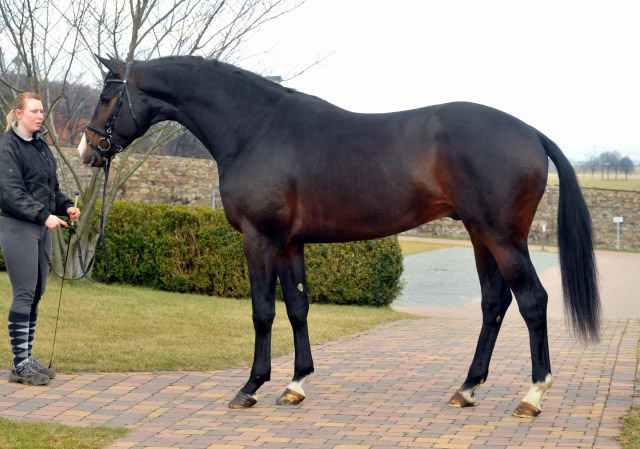 3jhriger Trakehner Hengst Grand Corazon v. Symont x Red Patrick xx  - Foto: Beate Langels - Trakehner Gestt Hmelschenburg