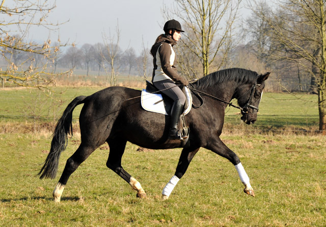 Greta Garbo v. Alter Fritz - seit 9 Fohlen in 9 Zuchtjahren wieder unter dem Reiter - Foto Beate Langels Gestt Hmelschenburg
