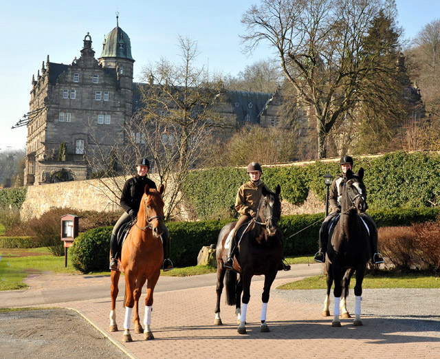 Rivergold - Schwalbenflair und Greta Garbo - Trakehner Gestt Hmelschenburg