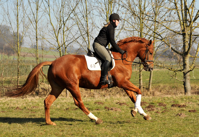 Rivergold v. Freudenfest - Trakehner Gestt Hmelschenburg