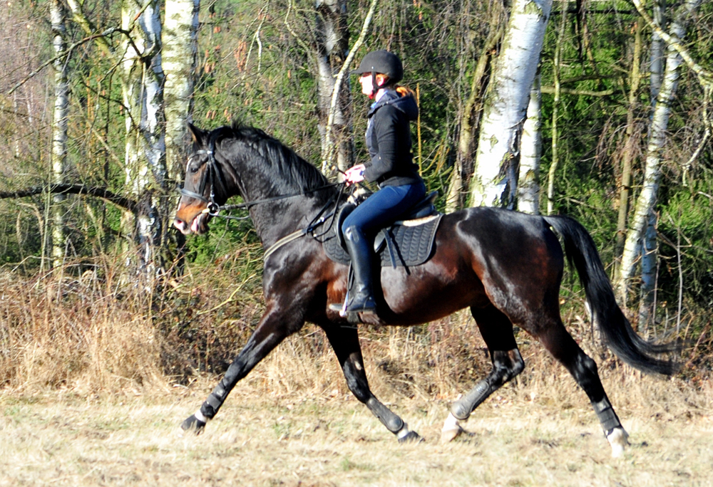 Shavalou und Johanna am 6. Mrz Hmelschenburg im Mrz 2025 - Trakehner Gestt Hmelschenburg
