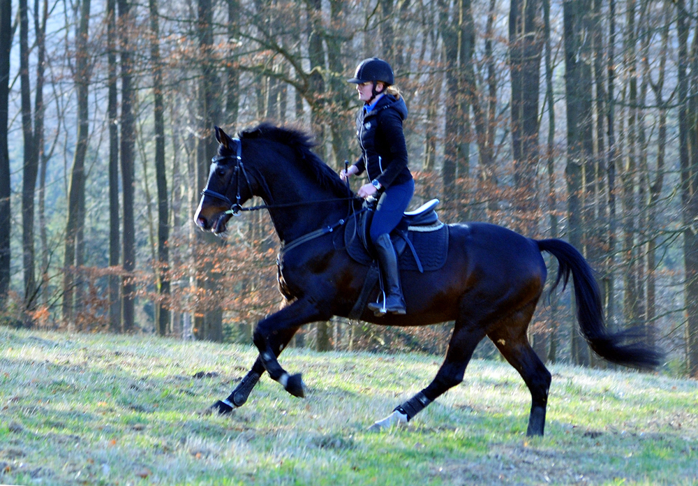 Shavalou und Johanna am 6. Mrz Hmelschenburg im Mrz 2025 - Trakehner Gestt Hmelschenburg