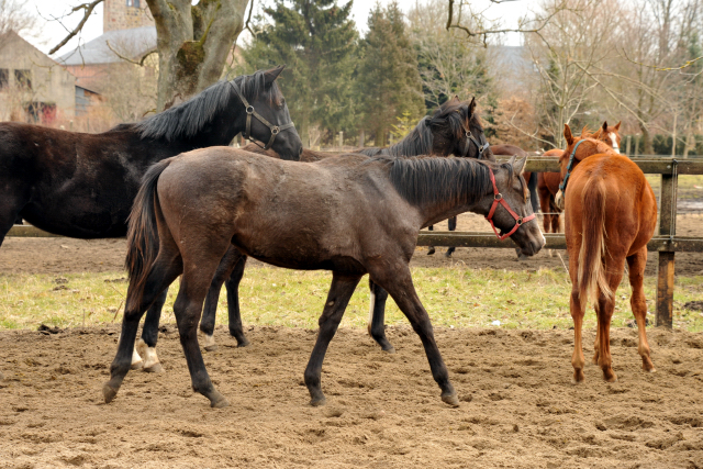 Jhrlingshengst Theo v. Millenium x Exclusiv  - copyright Beate Langels, Trakehner Gestt Hmelschenburg