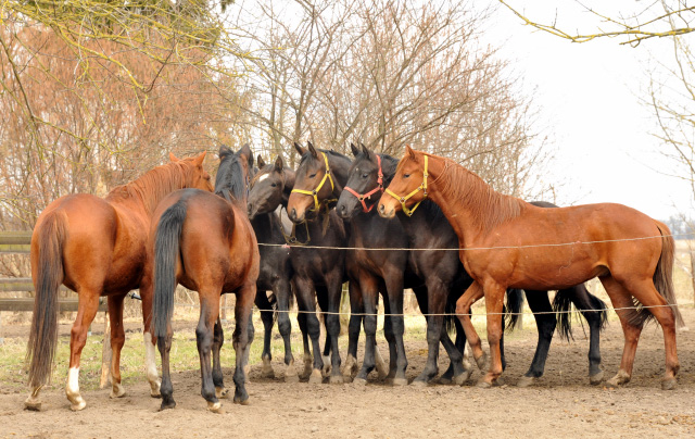 Die zweijhrigen Hengste  - copyright Beate Langels, Trakehner Gestt Hmelschenburg