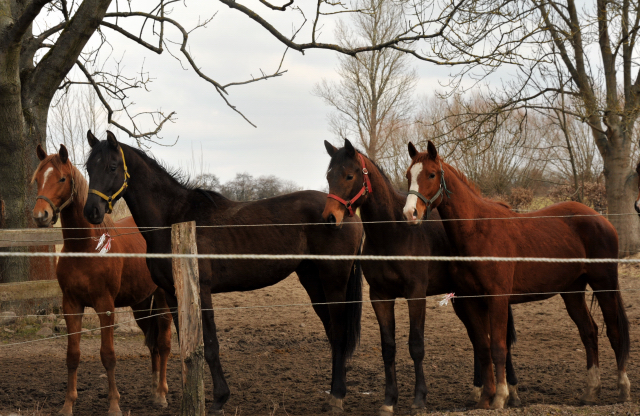 Die zweijhrigen Hengste  - copyright Beate Langels, Trakehner Gestt Hmelschenburg