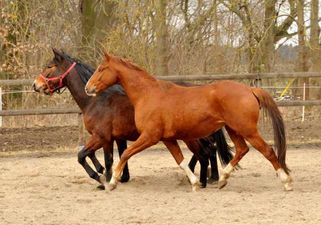 Fuchswallach v. Freudenfest u.d. Rubina v. Tycoon - copyright Beate Langels, Trakehner Gestt Hmelschenburg