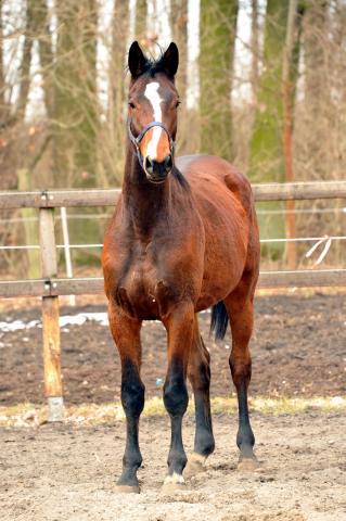 Karalino v. Summertime u.d. Karalina v. Exclusiv - copyright Beate Langels, Trakehner Gestt Hmelschenburg