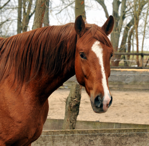 Fuchswallach v. Freudenfest u.d. Rubina v. Tycoon - copyright Beate Langels, Trakehner Gestt Hmelschenburg