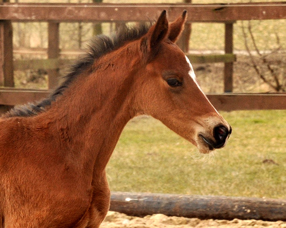Stutfohlen Kabriola von Freudenfest u.d. Karalina v. Exclusiv - copyright Beate Langels, Trakehner Gestt Hmelschenburg