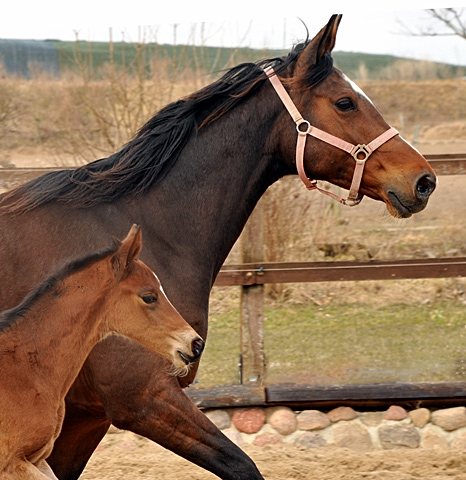 Karalina mit ihrer Tochter von Freudenfest - copyright Beate Langels, Trakehner Gestt Hmelschenburg