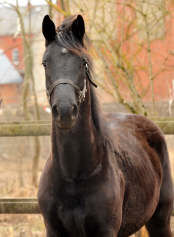 Jhrlingshengst von Totilas - copyright Beate Langels, Trakehner Gestt Hmelschenburg