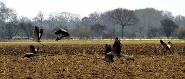 Die Kraniche fhlen sich in Schplitz sehr wohl - copyright Beate Langels, Trakehner Gestt Hmelschenburg