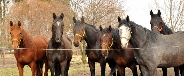 Die zweijhrigen Hengste - copyright Beate Langels, Trakehner Gestt Hmelschenburg