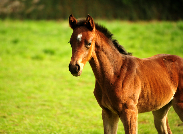 Schwalbendiva und ihre Tochter von Sir Donnerhall I
 Trakehner Gestt Hmelschenburg - Beate Langels