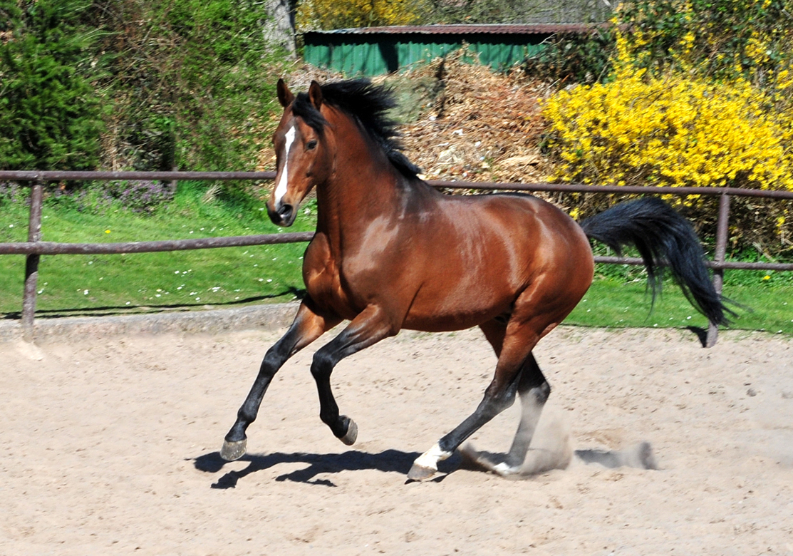 High Motion geniet den Sonnenschein in Hmelschenburg - 6. April 2025 - Trakehner Gestt Hmelschenburg