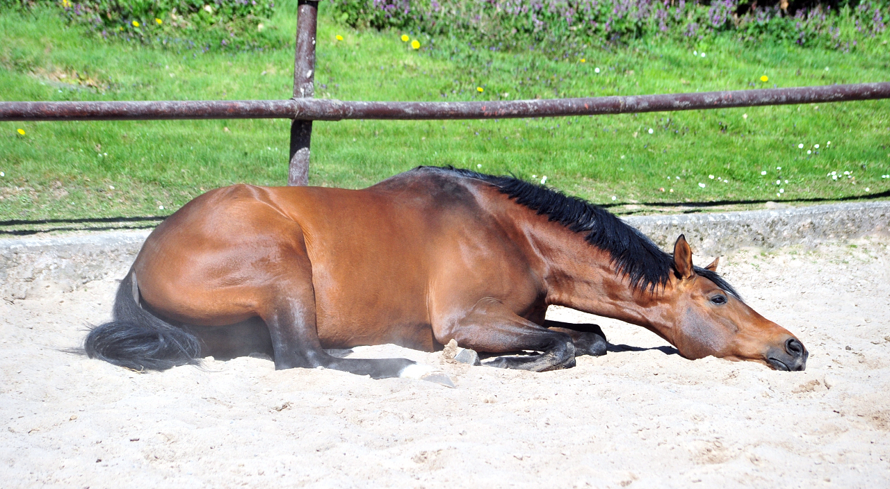 High Motion geniet den Sonnenschein in Hmelschenburg - 6. April 2025 - Trakehner Gestt Hmelschenburg