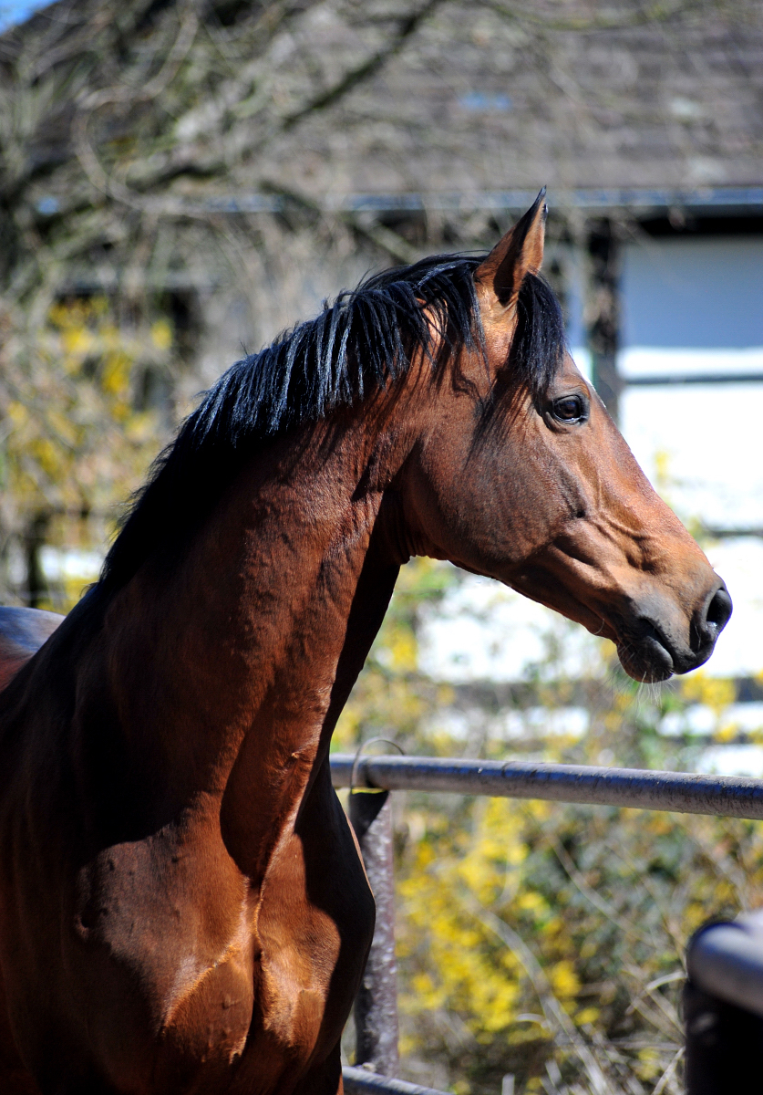 High Motion geniet den Sonnenschein in Hmelschenburg - 6. April 2025 - Trakehner Gestt Hmelschenburg