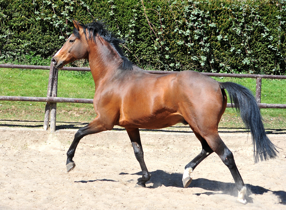 High Motion in Hmelschenburg - 6. April 2025 - Trakehner Gestt Hmelschenburg