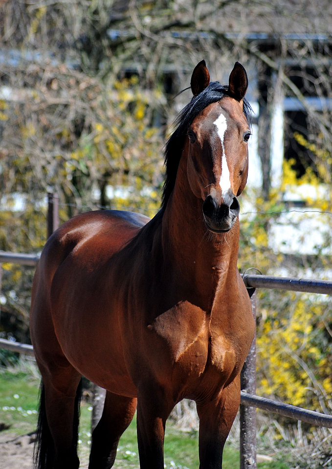 High Motion in Hmelschenburg - 6. April 2025 - Trakehner Gestt Hmelschenburg