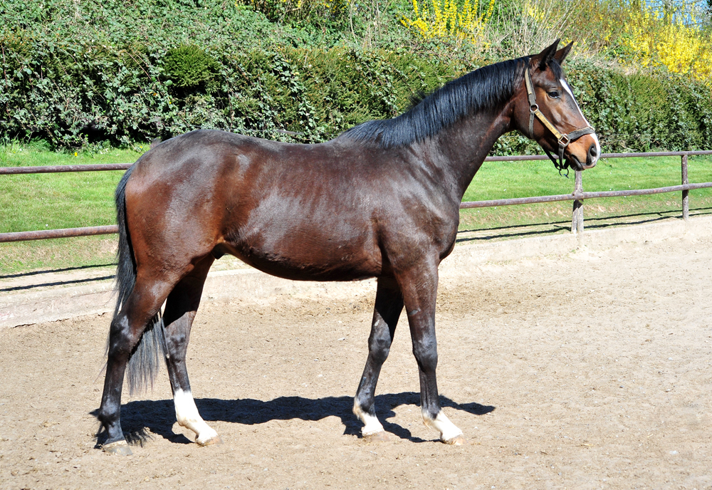 3jhriger Trakehner von High Motion u.d. Val de Vienne v. Exclusiv - in Hmelschenburg - 6. April 2025 - Trakehner Gestt Hmelschenburg