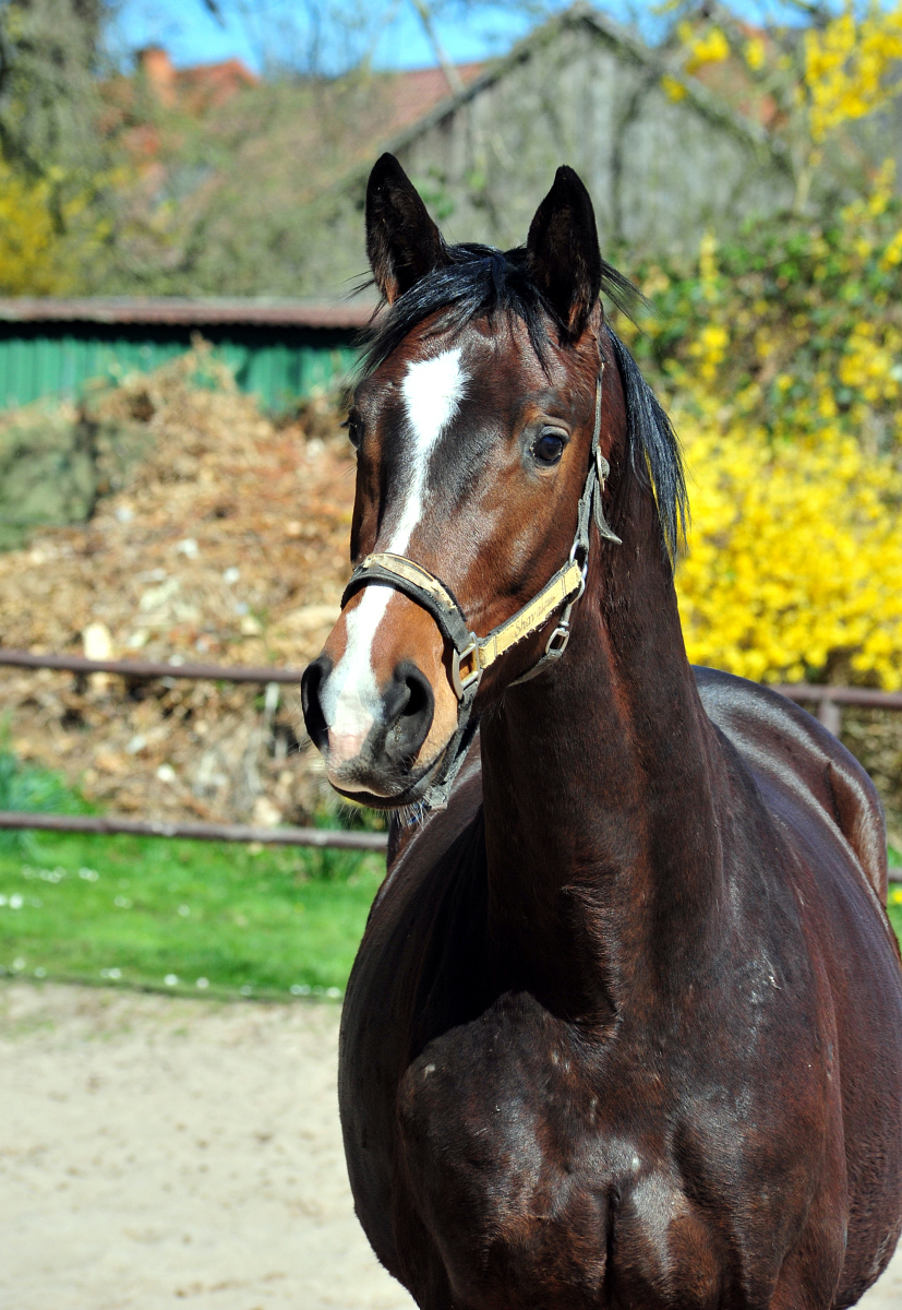 3jhriger Trakehner von High Motion u.d. Val de Vienne v. Exclusiv - in Hmelschenburg - 6. April 2025 - Trakehner Gestt Hmelschenburg
