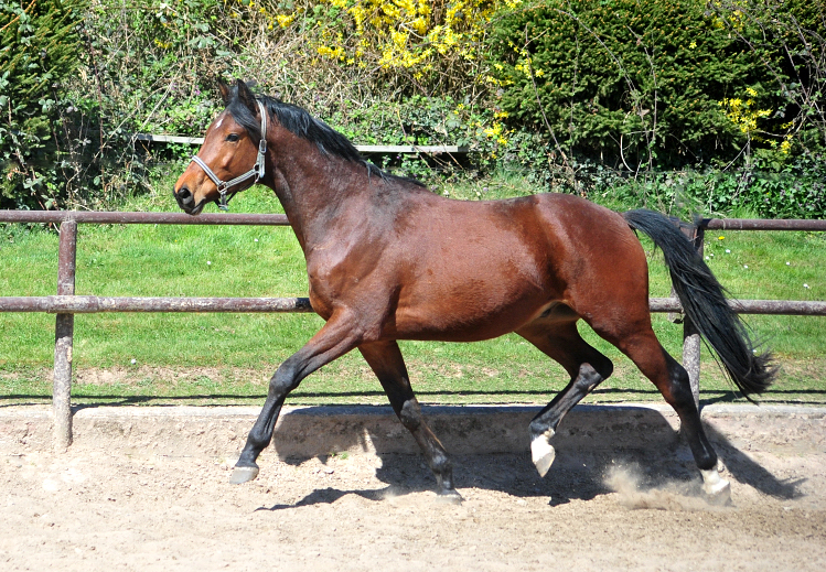 Savoretti - 3jhriger Trakehner von Schplitzer u.d. Schwalbenlicht v. Imperio - in Hmelschenburg - 6. April 2025 - Trakehner Gestt Hmelschenburg