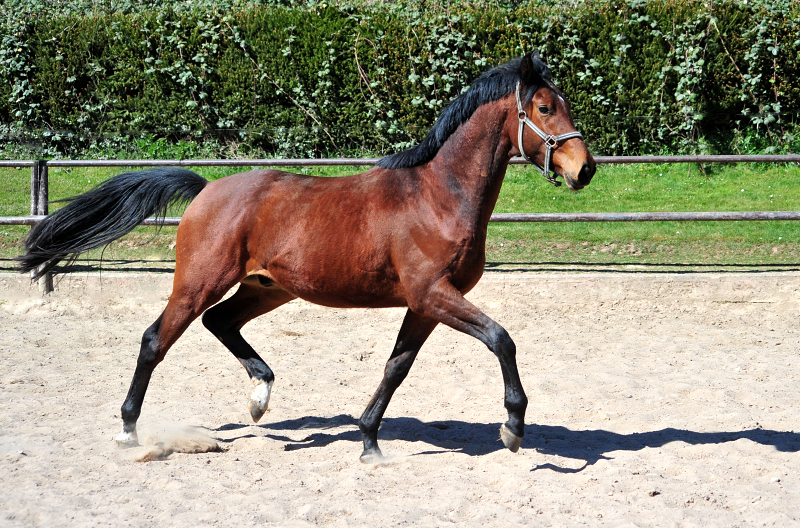 3jhriger Trakehner von Schplitzer u.d. Schwalbenlicht v. Imperio - in Hmelschenburg - 6. April 2025 - Trakehner Gestt Hmelschenburg