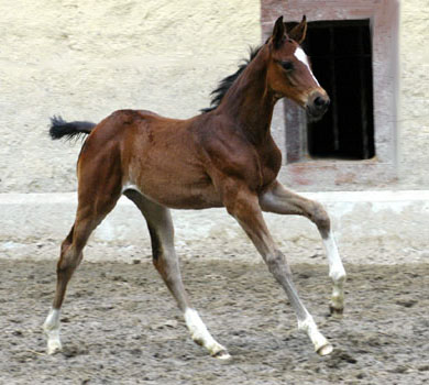 Trakehner Stutfohlen von Exclusiv u.d. Vicenza v. Showmaster, Gestt Hmelschenburg Foto: Beate Langels