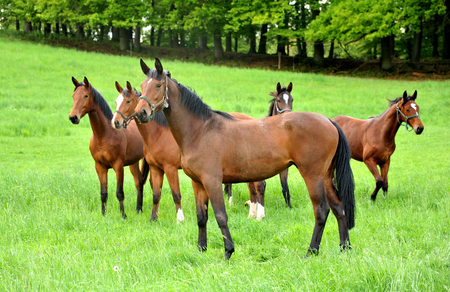 6. Mai 2013 - Giulietta, Klassic Blue, Schwalbenlicht, Schwalbendiva  und Kamilah - Trakehner Gestt Hmelschenburg