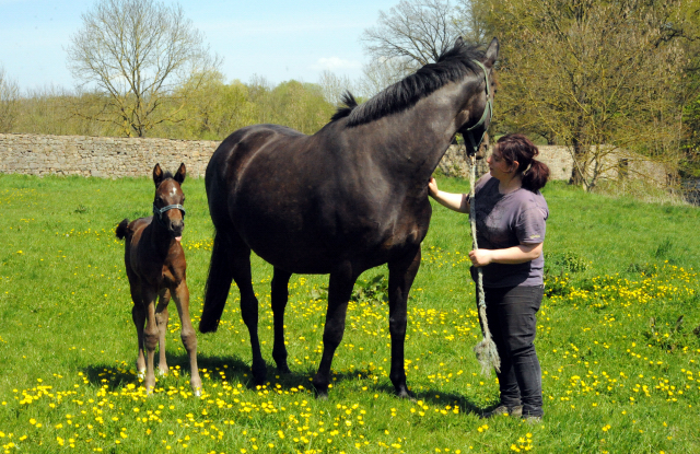 Gestt Hmelschenburg am 6. Mai 2016