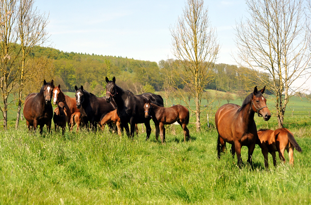 Gestt Hmelschenburg am 6. Mai 2016